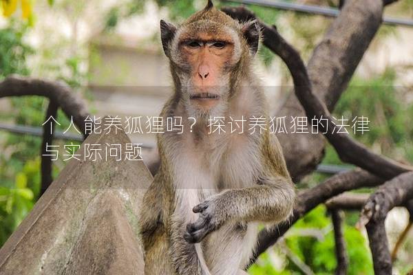 个人能养狐狸吗？探讨养狐狸的法律与实际问题