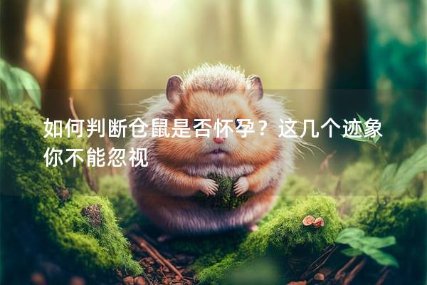 如何判断仓鼠是否怀孕？这几个迹象你不能忽视