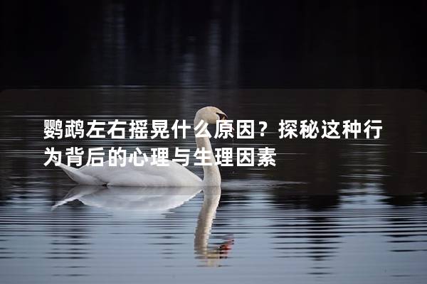 鹦鹉左右摇晃什么原因？探秘这种行为背后的心理与生理因素