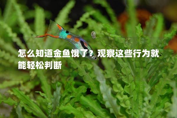 怎么知道金鱼饿了？观察这些行为就能轻松判断