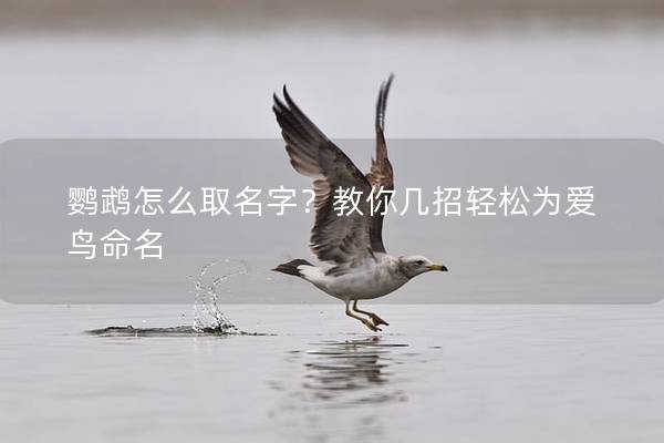 鹦鹉怎么取名字？教你几招轻松为爱鸟命名