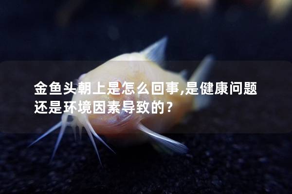 金鱼头朝上是怎么回事,是健康问题还是环境因素导致的？