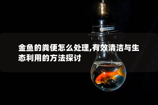 金鱼的粪便怎么处理,有效清洁与生态利用的方法探讨