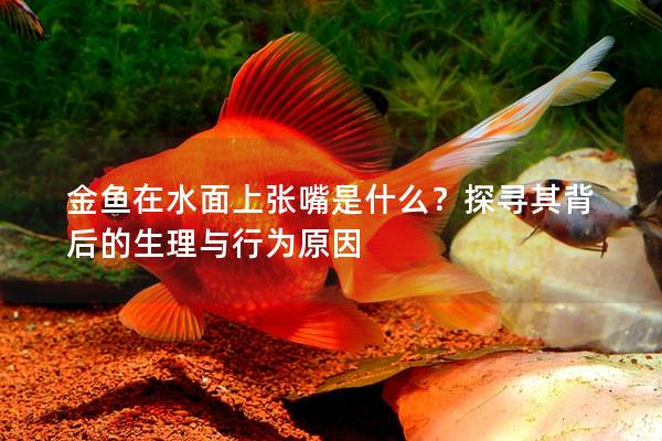 金鱼在水面上张嘴是什么？探寻其背后的生理与行为原因