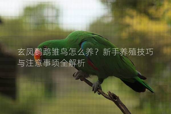 玄凤鹦鹉雏鸟怎么养？新手养殖技巧与注意事项全解析