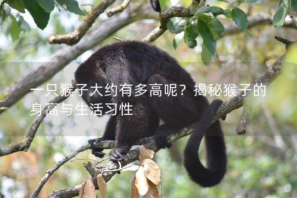 一只猴子大约有多高呢？揭秘猴子的身高与生活习性