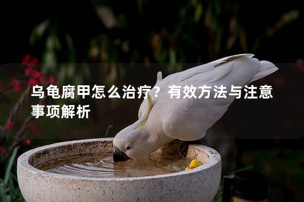 乌龟腐甲怎么治疗？有效方法与注意事项解析