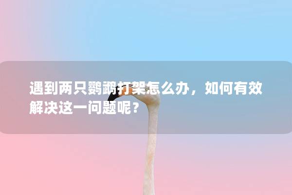 遇到两只鹦鹉打架怎么办，如何有效解决这一问题呢？