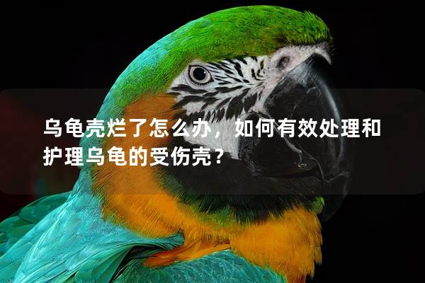 乌龟壳烂了怎么办，如何有效处理和护理乌龟的受伤壳？