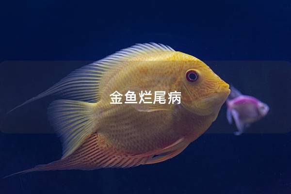 金鱼烂尾病