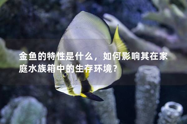 金鱼的特性是什么，如何影响其在家庭水族箱中的生存环境？