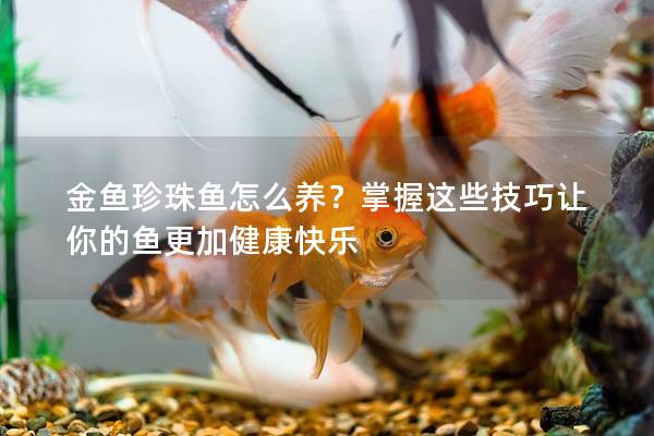 金鱼珍珠鱼怎么养？掌握这些技巧让你的鱼更加健康快乐