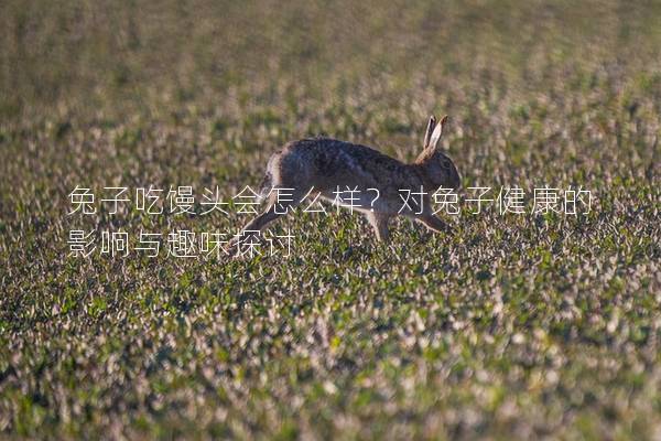 兔子吃馒头会怎么样？对兔子健康的影响与趣味探讨