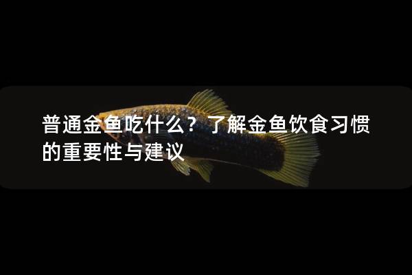 普通金鱼吃什么？了解金鱼饮食习惯的重要性与建议