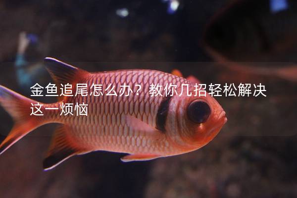 金鱼追尾怎么办？教你几招轻松解决这一烦恼