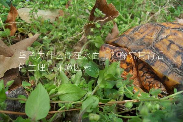 乌龟为什么浮在水面上？探究其背后的生理与环境因素