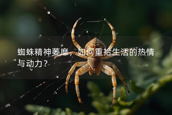 蜘蛛精神萎靡，如何重拾生活的热情与动力？