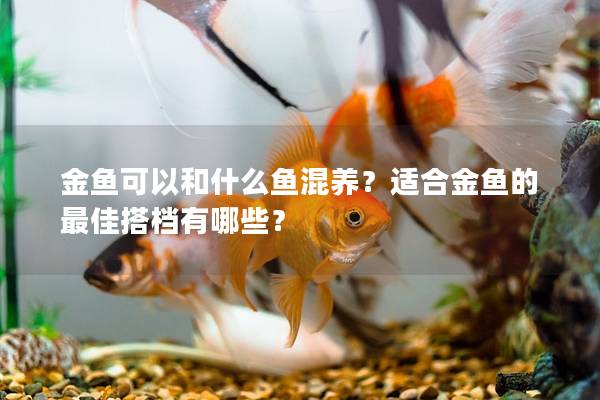 金鱼可以和什么鱼混养？适合金鱼的最佳搭档有哪些？