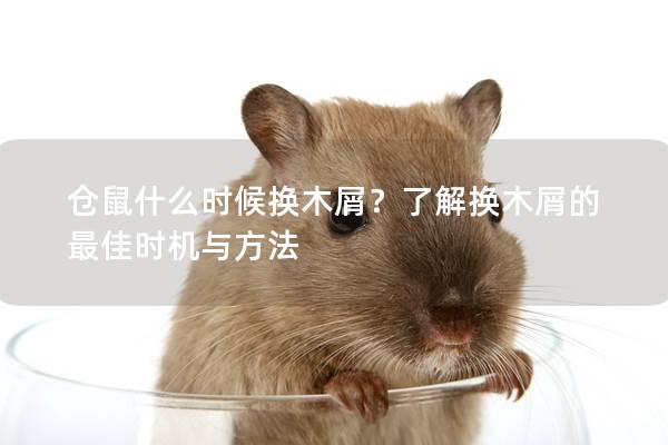 仓鼠什么时候换木屑？了解换木屑的最佳时机与方法