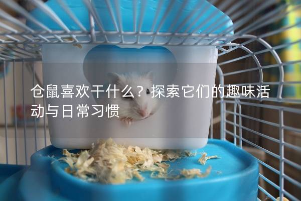 仓鼠喜欢干什么?探索它们的趣味活动与日常习惯