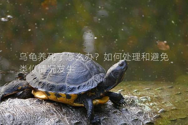 乌龟养死了怎么办？如何处理和避免类似情况发生