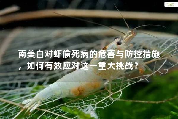 南美白对虾偷死病的危害与防控措施，如何有效应对这一重大挑战？