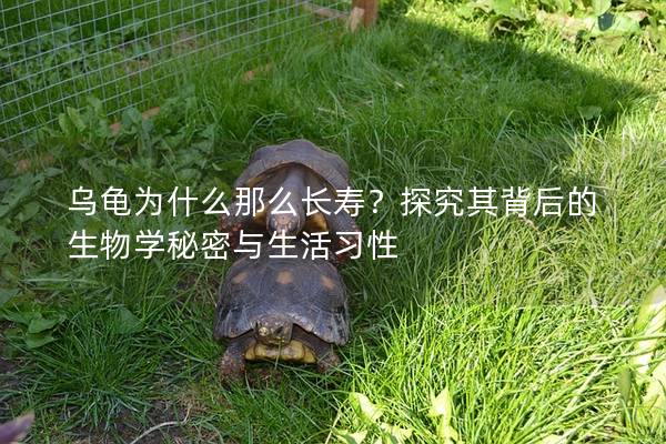 乌龟为什么那么长寿？探究其背后的生物学秘密与生活习性