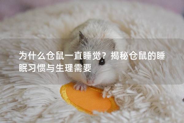 为什么仓鼠一直睡觉？揭秘仓鼠的睡眠习惯与生理需要