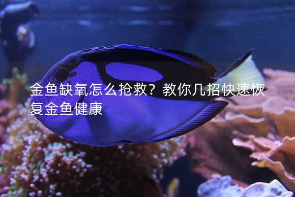 金鱼缺氧怎么抢救？教你几招快速恢复金鱼健康