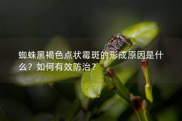 蜘蛛黑褐色点状霉斑的形成原因是什么？如何有效防治？