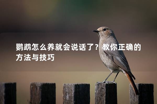 鹦鹉怎么养就会说话了？教你正确的方法与技巧