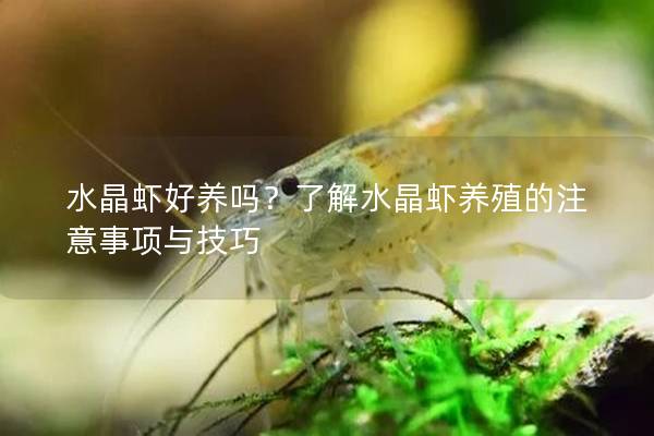 水晶虾好养吗？了解水晶虾养殖的注意事项与技巧