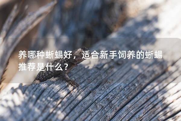 养哪种蜥蜴好，适合新手饲养的蜥蜴推荐是什么？