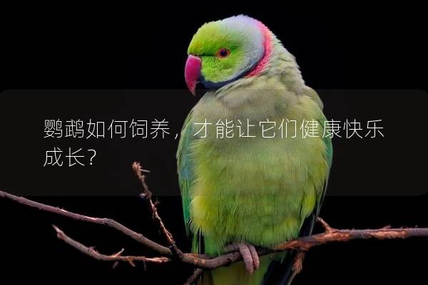 鹦鹉如何饲养，才能让它们健康快乐成长？