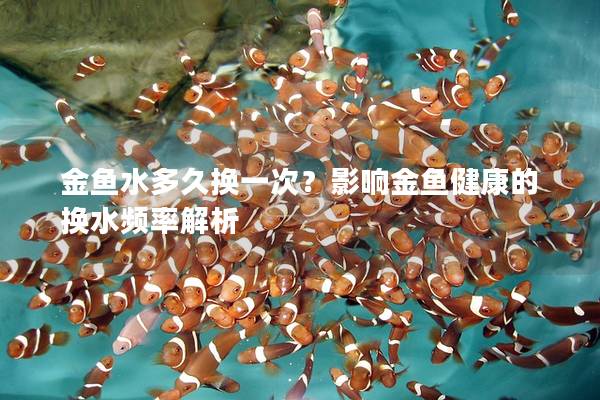 金鱼水多久换一次？影响金鱼健康的换水频率解析