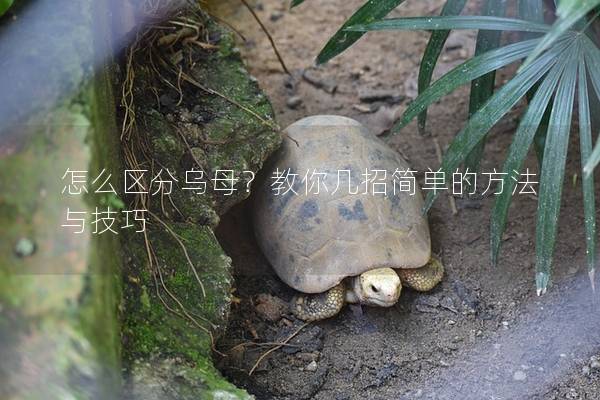 怎么区分乌母？教你几招简单的方法与技巧