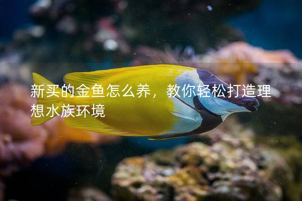 新买的金鱼怎么养，教你轻松打造理想水族环境