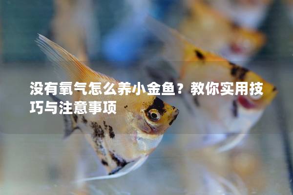 没有氧气怎么养小金鱼？教你实用技巧与注意事项