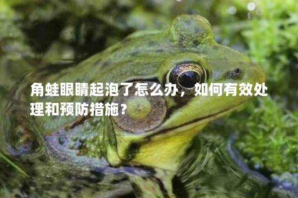 角蛙眼睛起泡了怎么办，如何有效处理和预防措施？