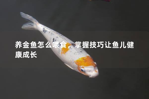 养金鱼怎么喂食，掌握技巧让鱼儿健康成长