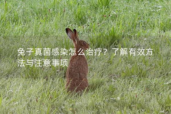 兔子真菌感染怎么治疗？了解有效方法与注意事项