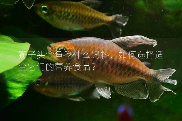 狮子头金鱼吃什么饲料，如何选择适合它们的营养食品？