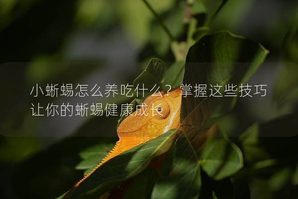 小蜥蜴怎么养吃什么？掌握这些技巧让你的蜥蜴健康成长