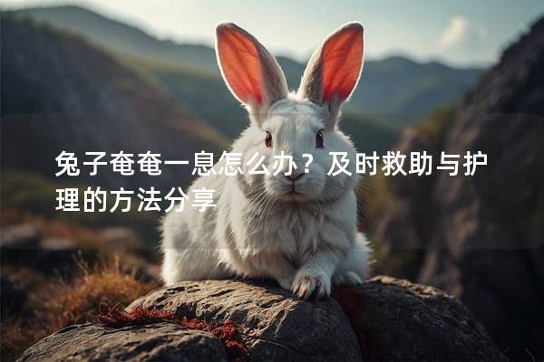 兔子奄奄一息怎么办？及时救助与护理的方法分享