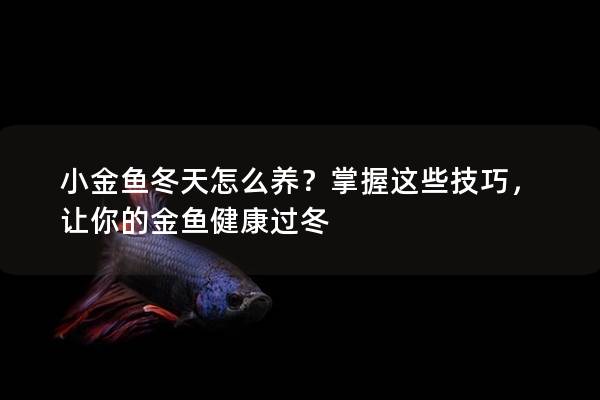 小金鱼冬天怎么养？掌握这些技巧，让你的金鱼健康过冬