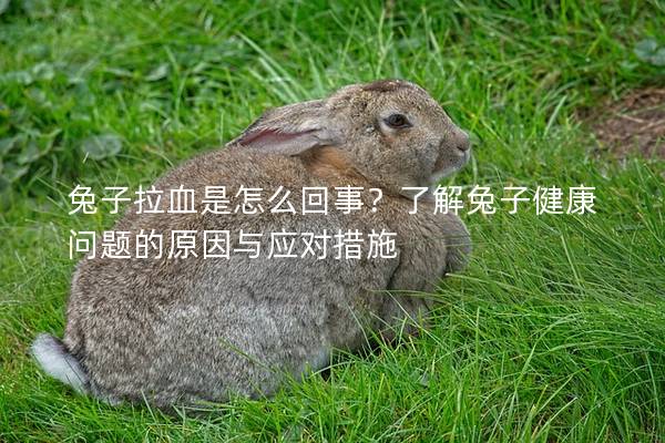 兔子拉血是怎么回事？了解兔子健康问题的原因与应对措施