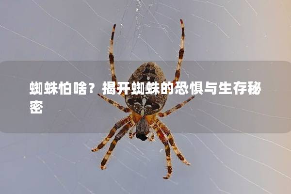 蜘蛛怕啥？揭开蜘蛛的恐惧与生存秘密