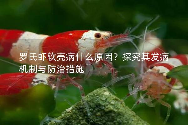 罗氏虾软壳病什么原因？探究其发病机制与防治措施