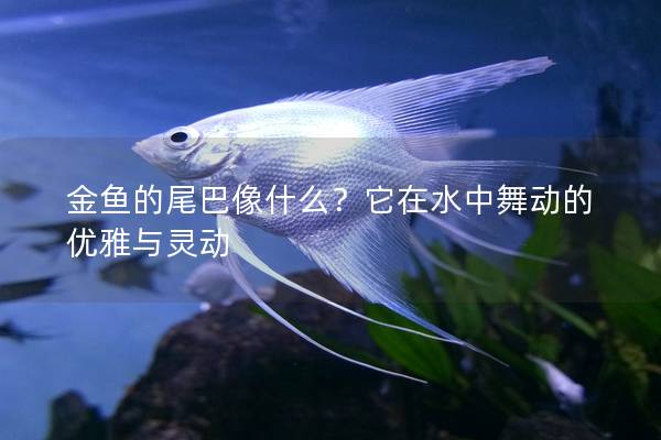 金鱼的尾巴像什么？它在水中舞动的优雅与灵动