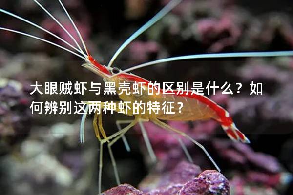 大眼贼虾与黑壳虾的区别是什么？如何辨别这两种虾的特征？